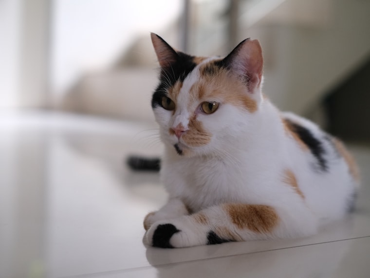 白い床の上で香箱座りをする三毛猫「こはる」