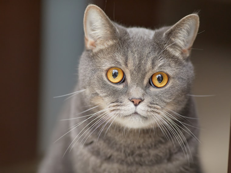 金色の目でこちらを見つめるグレーの猫「しずく」